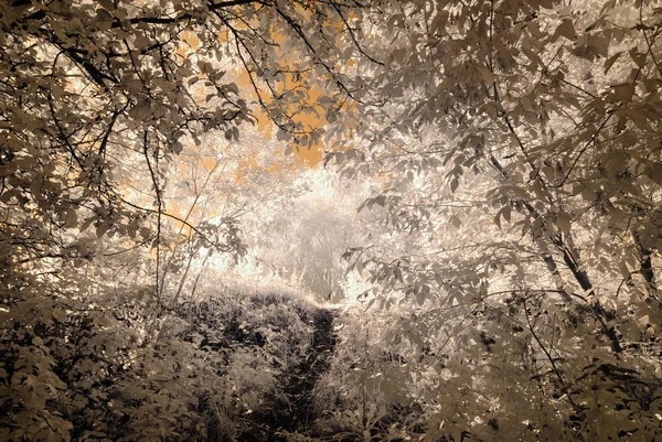 Riga, Letonya panoramik manzarasını Daugava Nehri üzerinde. sonbahar co
