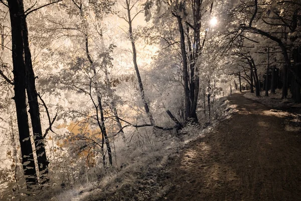 Blick auf den öffentlichen Park in Turaida sigulda, Lettland. Infrarotbild — Stockfoto