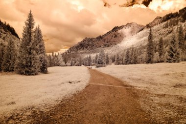 forest park içinde asfalt yol. kızılötesi görüntü