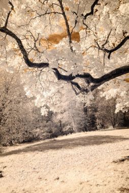 kamu Parkı Turaida Sigulda, Letonya görünümünde. kızılötesi görüntü