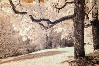 kamu Parkı Turaida Sigulda, Letonya görünümünde. kızılötesi görüntü