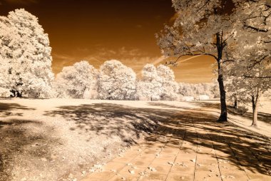 forest park içinde asfalt yol. kızılötesi görüntü