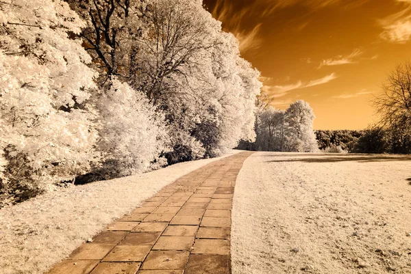 forest park içinde asfalt yol. kızılötesi görüntü