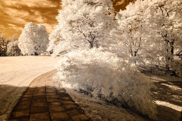 forest park içinde asfalt yol. kızılötesi görüntü