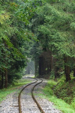 ormandaki ıslak yaz gün dalgalı demiryolu parça
