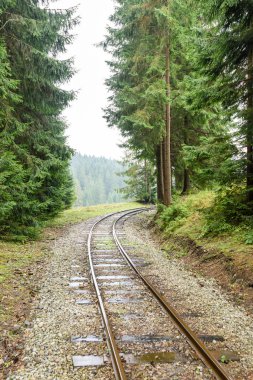 ormandaki ıslak yaz gün dalgalı demiryolu parça
