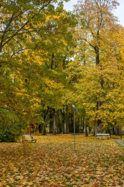 sonbahar renkli ağaç arka plan deseni güneşli parkta yaprak.