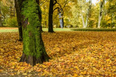 parkta sonbahar renkli ağaçlar