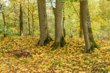 sonbahar renkli ağaç arka plan deseni güneşli parkta yaprak.