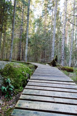Antik ormandaki yaprakları eski ahşap tahta kaplı