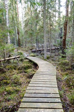 Antik ormandaki yaprakları eski ahşap tahta kaplı