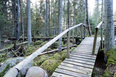 Antik ormandaki yaprakları eski ahşap tahta kaplı