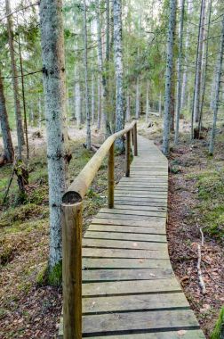 Antik ormandaki yaprakları eski ahşap tahta kaplı