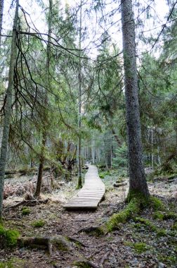 Antik ormandaki yaprakları eski ahşap tahta kaplı