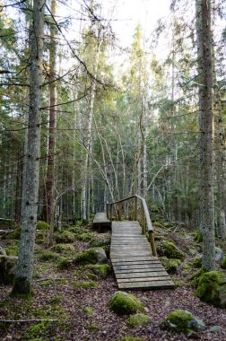 Antik ormandaki yaprakları eski ahşap tahta kaplı