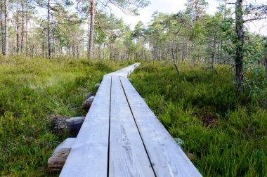 bataklığındaki ahşap tahta