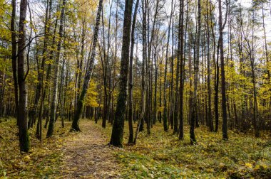 parkta sonbahar renkli ağaçlar