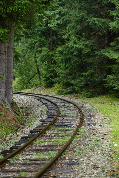 Wavy railroad tracks in wet summer day in forest — Stock Photo, Image