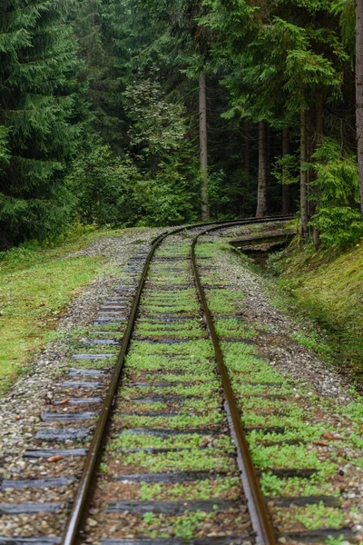 숲에 젖은 여름 날에 물결 모양 철도 트랙 — 스톡 사진
