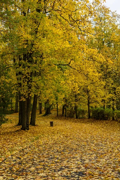 Alberi colorati autunnali nel parco — Foto Stock