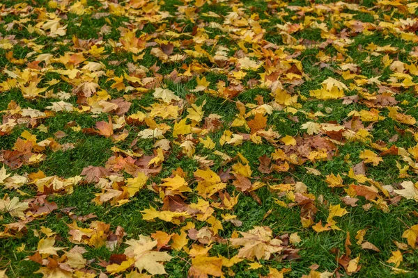 Höstens löv färgade bakgrundsmönster i solig park — Stockfoto