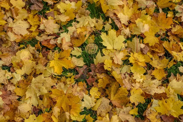 Árbol de color otoño hojas patrón de fondo en el parque soleado — Foto de Stock