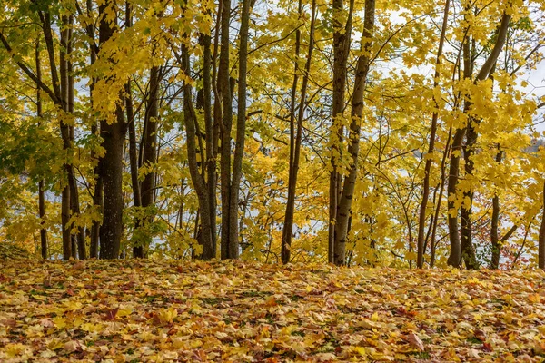 Autunno colorato albero foglie sfondo modello nel parco soleggiato — Foto Stock