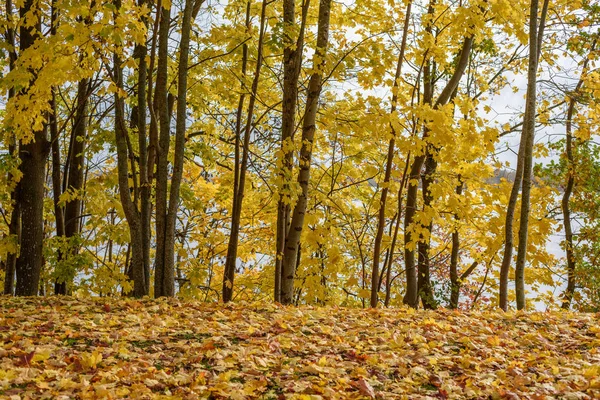Autunno colorato albero foglie sfondo modello nel parco soleggiato — Foto Stock