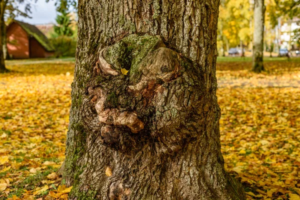 Árboles de colores otoñales en el parque — Foto de Stock