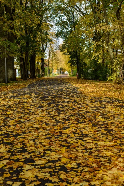 Jesienią kolorowe drzewa w parku — Zdjęcie stockowe