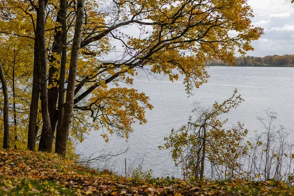 Autumn colored trees in the park — Stock Photo, Image