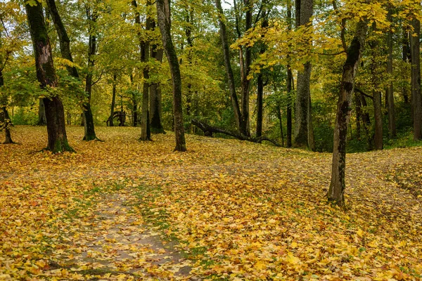 Alberi colorati autunnali nel parco — Foto Stock