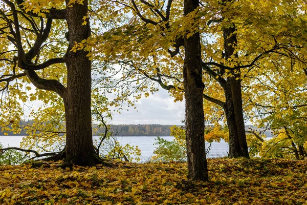 Outono árvores coloridas no parque — Fotografia de Stock