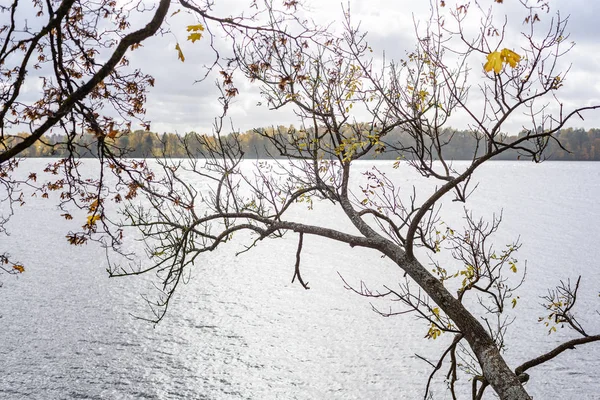 Осенний рисунок ветвей деревьев на фоне реки — стоковое фото
