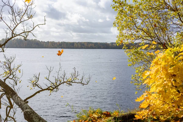 Höstens färgade träd grenar bakgrundsmönster vid floden — Stockfoto