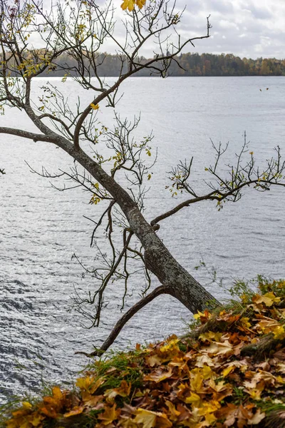 Осенний рисунок ветвей деревьев на фоне реки — стоковое фото