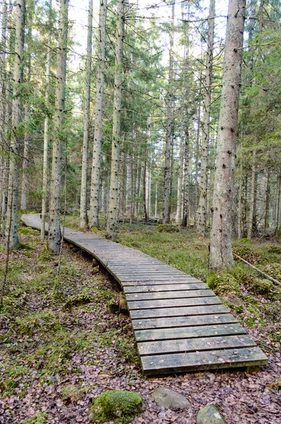 Oude houten promenade bedekt met bladeren in oude bos — Stockfoto