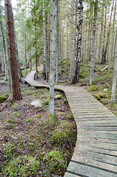 Old wooden boardwalk covered with leaves in ancient forest — Stock Photo, Image