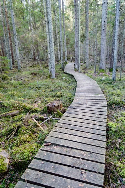 Antik ormandaki yaprakları eski ahşap tahta kaplı