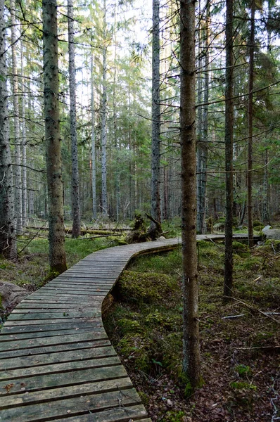 Old wooden boardwalk covered with leaves in ancient forest — Stock Photo, Image