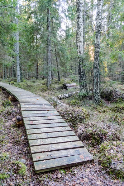 Kayu tua boardwalk ditutupi dengan daun di hutan kuno — Stok Foto