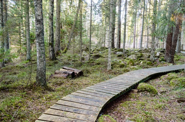 Old wooden boardwalk covered with leaves in ancient forest — Stock Photo, Image