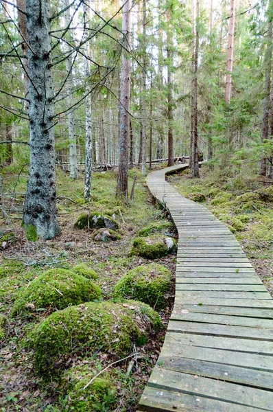 Kayu tua boardwalk ditutupi dengan daun di hutan kuno — Stok Foto