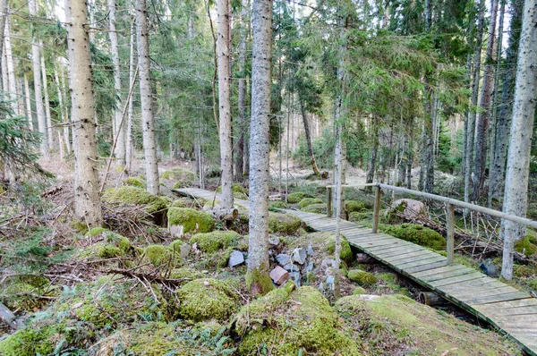 Oude houten promenade bedekt met bladeren in oude bos — Stockfoto