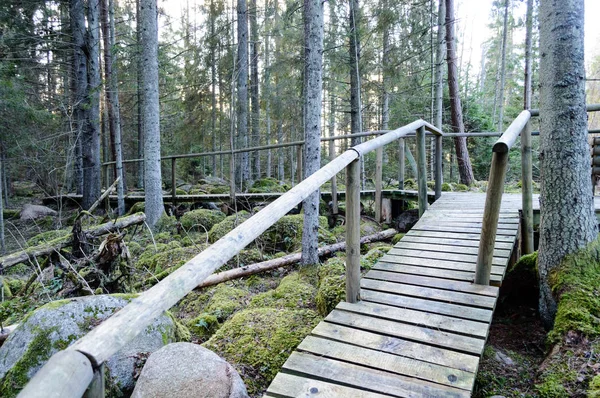 Oude houten promenade bedekt met bladeren in oude bos — Stockfoto