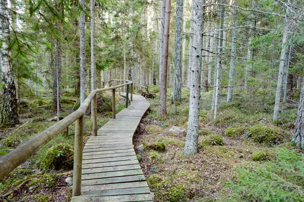 Old wooden boardwalk covered with leaves in ancient forest — Stock Photo, Image