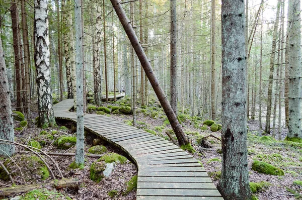 古い木の遊歩道は、古代森林における葉で覆われています。 — ストック写真