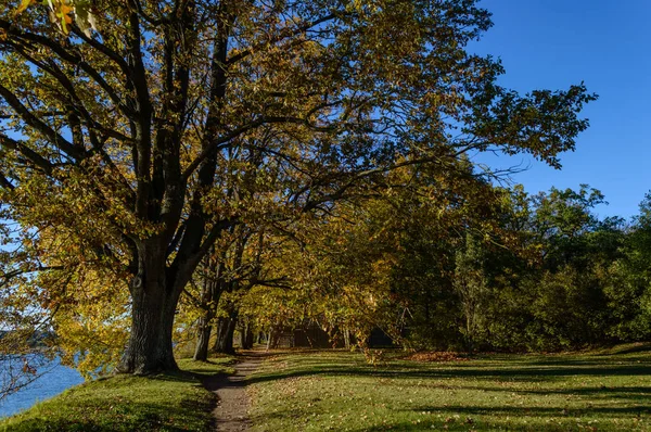 Outono árvores coloridas no parque — Fotografia de Stock