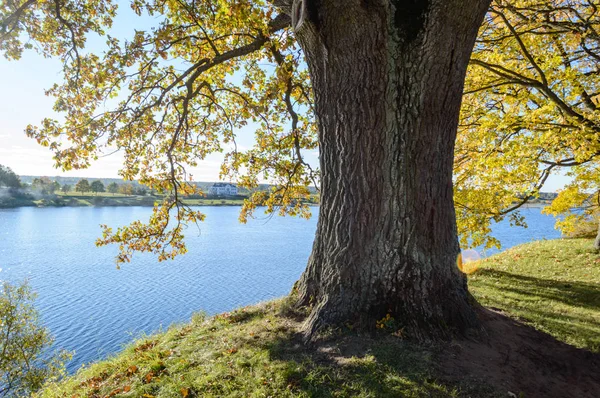 Jesienią kolorowe drzewa w parku — Zdjęcie stockowe