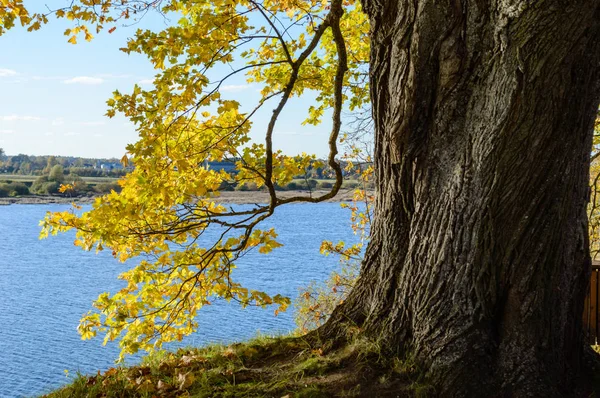 Jesienią kolorowe drzewa w parku — Zdjęcie stockowe
